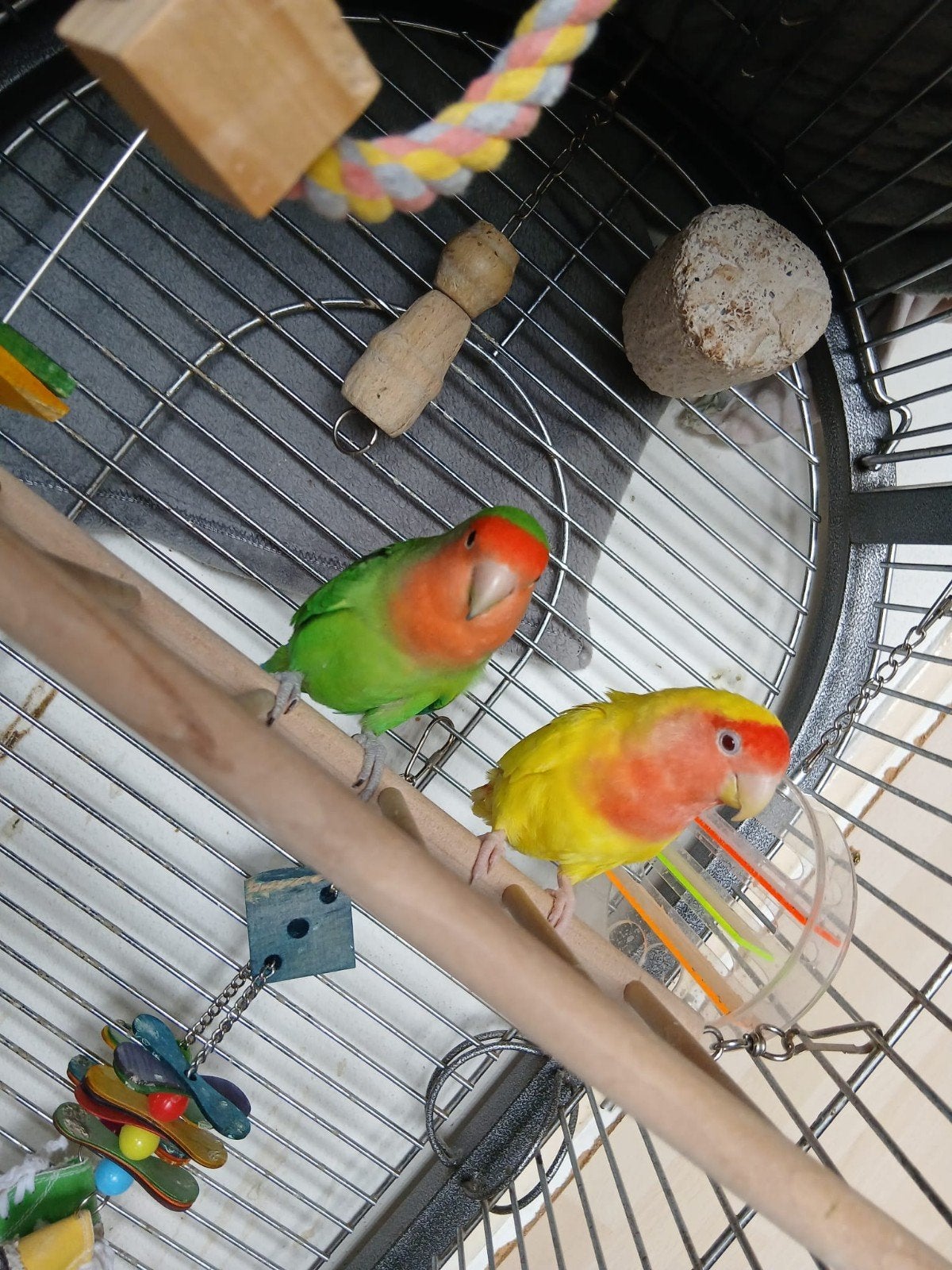 Mooi tam koppel agapornissen, Meerdere dieren, Dwergpapegaai of Agapornis, Geringd