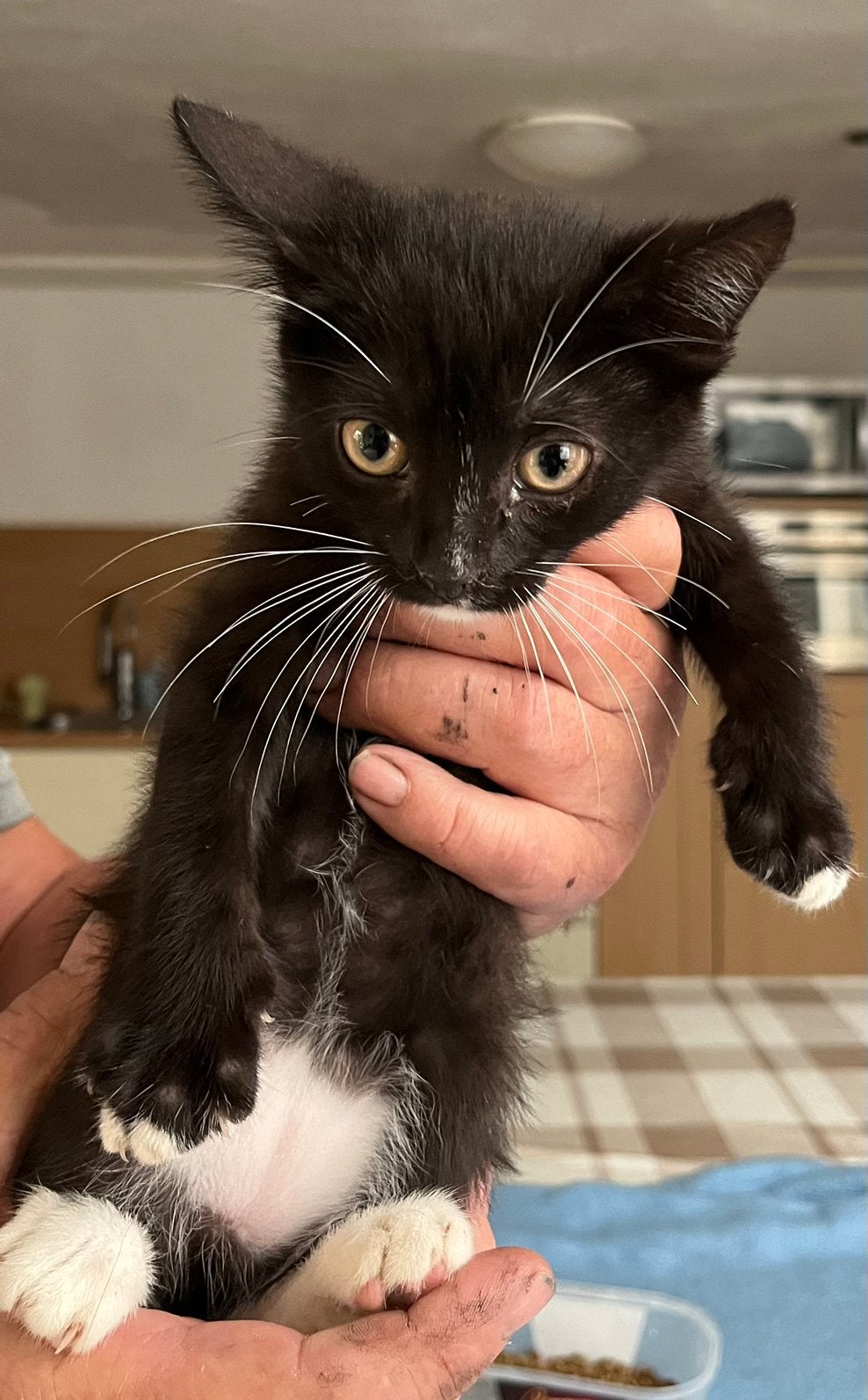Kittens te koop, Dieren en Toebehoren, Meerdere dieren