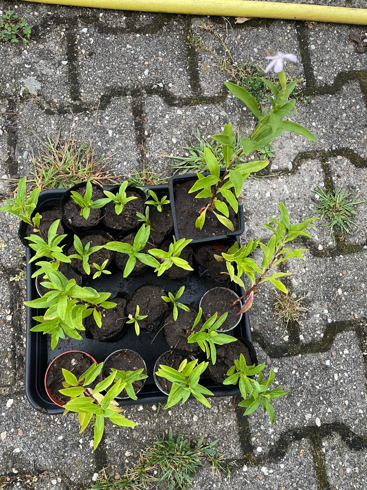 Plantjes Zeepkruid. Inheemse beste plant, Ophalen, Zomer, Overige soorten, Volle zon