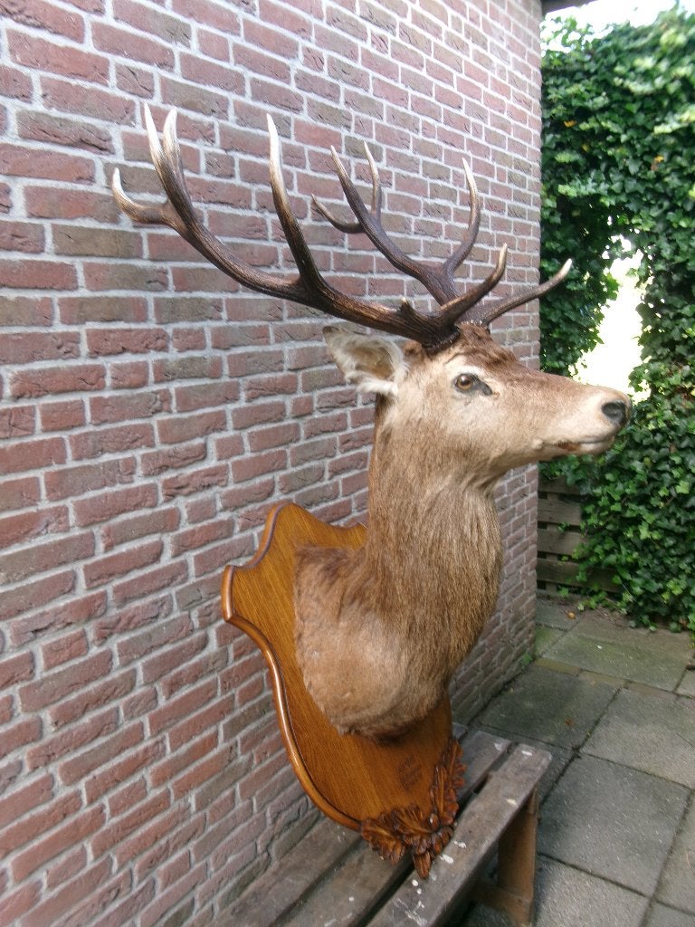 Schitterend enorm grote opgezette edelherten kop, Ophalen, Zo goed als nieuw, Hert, Opgezet dier