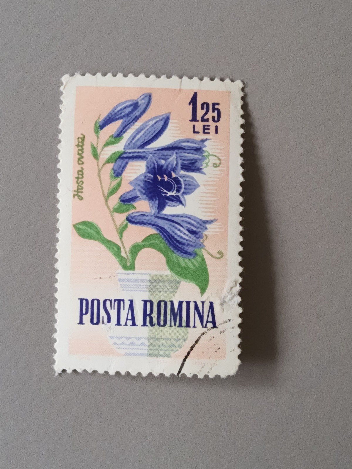 Postzegel Roemenië - Hosta ovata - 1.25 LEI, Verzenden, Overige landen, Gestempeld