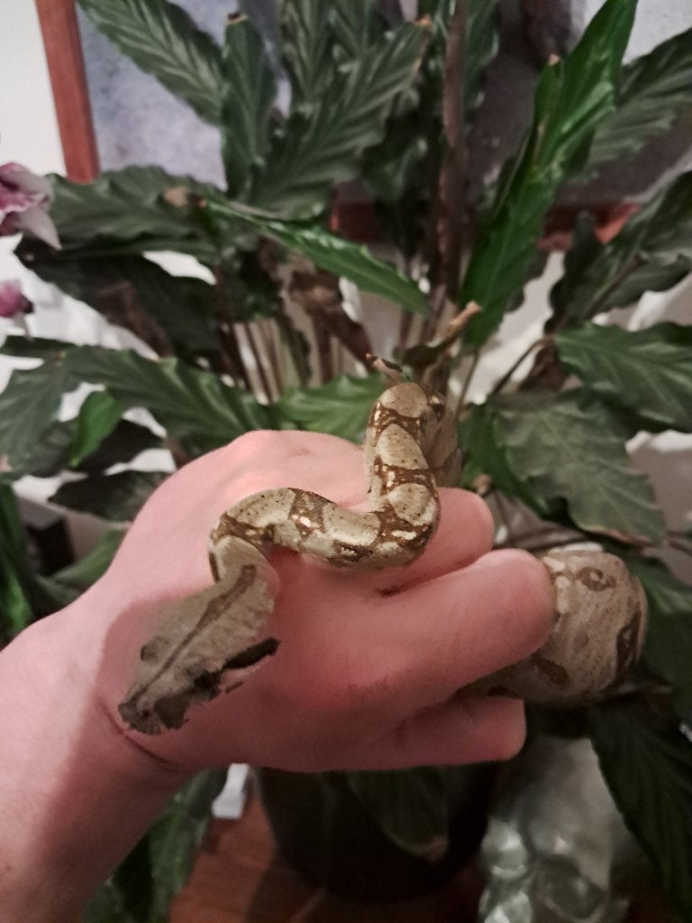 Boa Constrictor Imperator baby Boa Constrictor - unknown for sale from Bas S