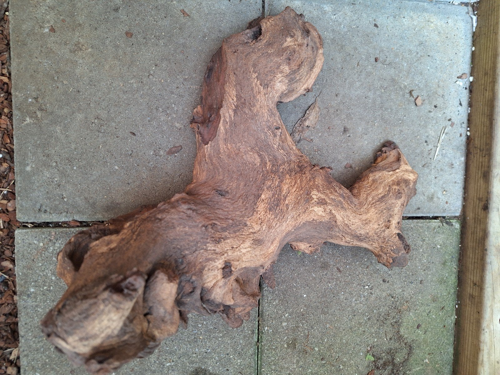 mopani hout xl, Ophalen, Plant(en), Steen of Hout