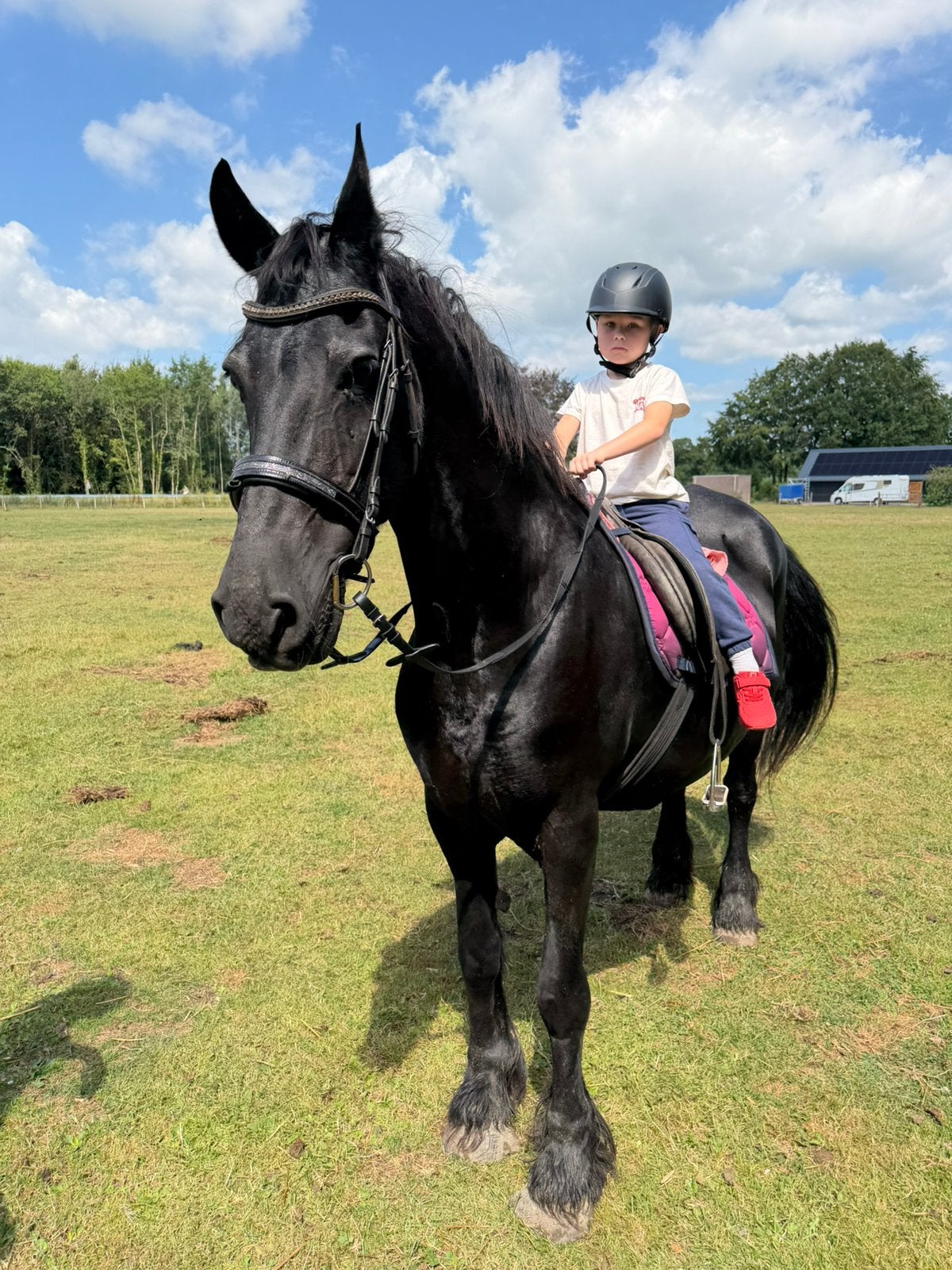 Lieve fries te koop, Merrie, 160 tot 165 cm, Recreatiepaard, 11 jaar of ouder