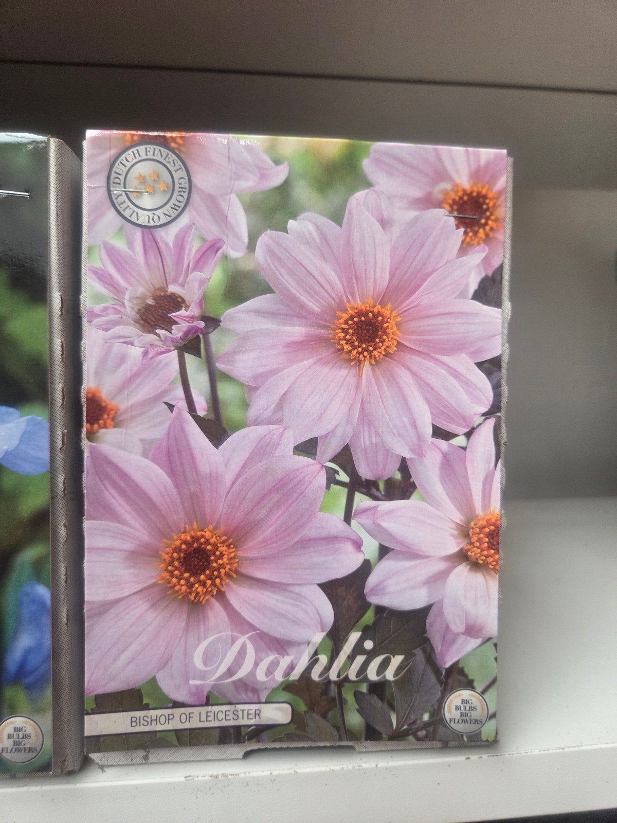 Dahlia 'Bishop of Leicester' - 7 zakjes, Ophalen of Verzenden, Voorjaar, Volle zon, Bloembol