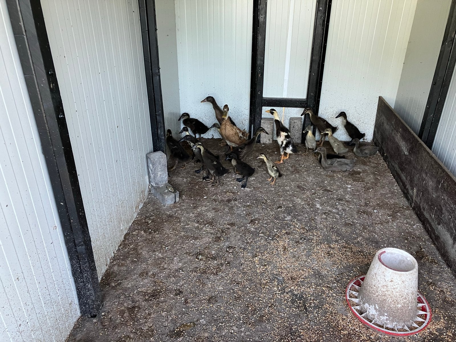 Bramha kippen en kuikens en 3 jonge Loopeenden, Meerdere dieren, Kip