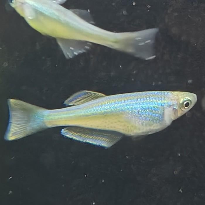 Lamprichthys tanganicanus, Dieren en Toebehoren, Vissen | Aquariumvissen, Vis