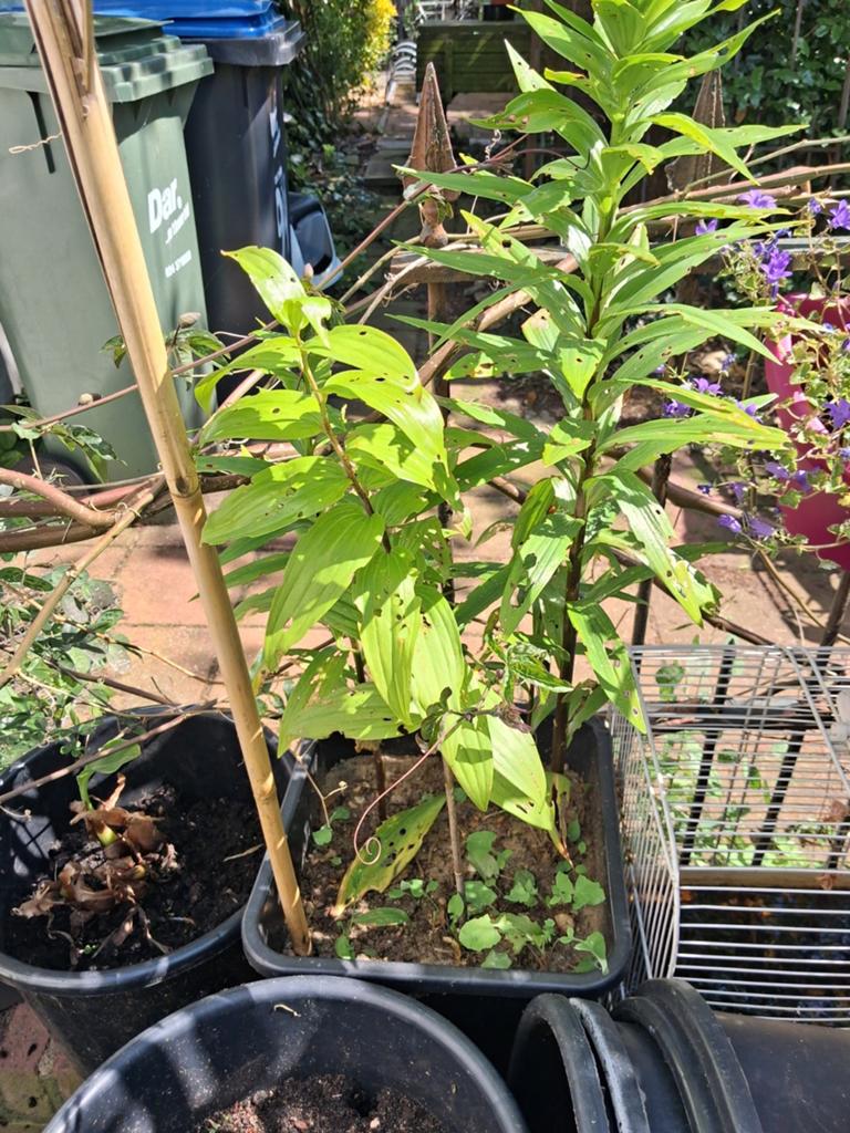 Pot met roze en gele lelies, Ophalen, Overige soorten, Volle zon