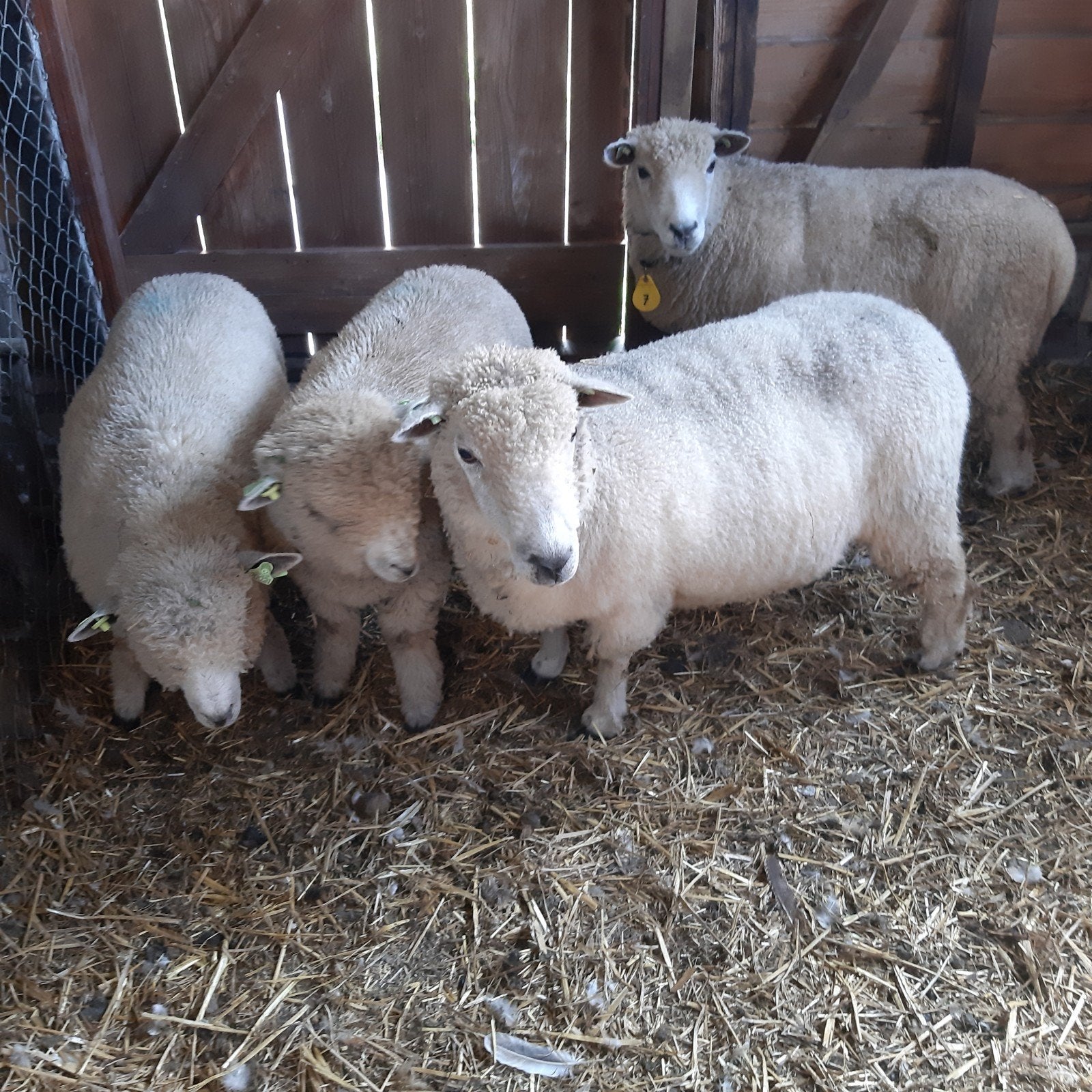 te koop Ryeland schapen  en rammen, Mannelijk, Schaap