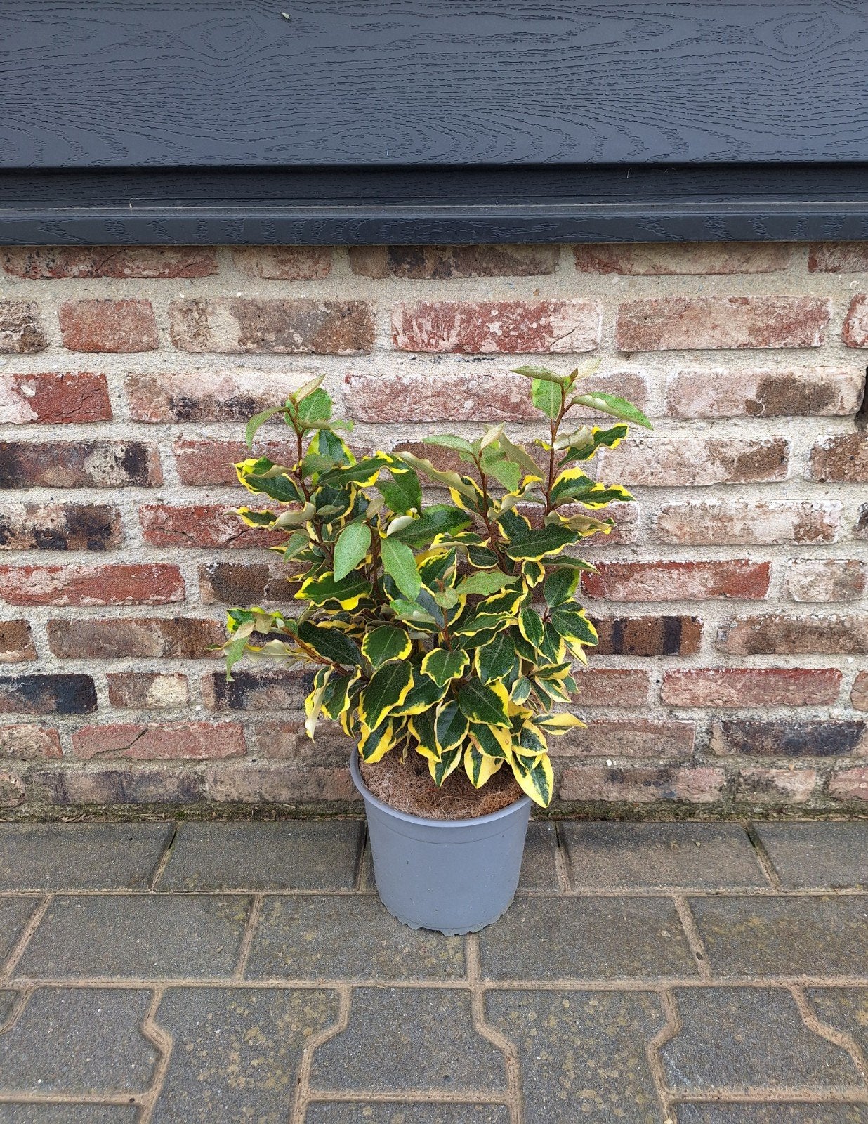 Elaeagnus ebbingei 'Viveleg' 🌿 bonte olijfwilg🌿 haagplant, Ophalen, Overige soorten