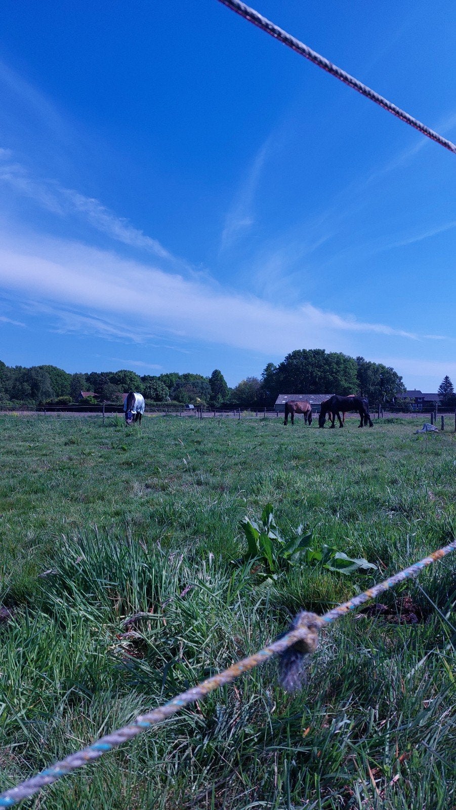 Stalling en weidegang, Dieren en Toebehoren, Stalling en Weidegang, Stalling, Weidegang