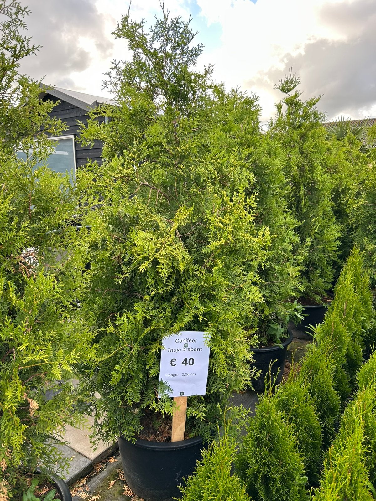 Grote coniferen in pot, Ophalen, Conifeer, 100 tot 250 cm