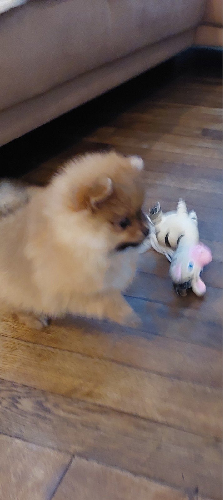  Te koop: Prachtige Mini (bearface) Pomeriaan puppy Teefje, Parvo, Overige rassen, 8 tot 15 weken, Teef