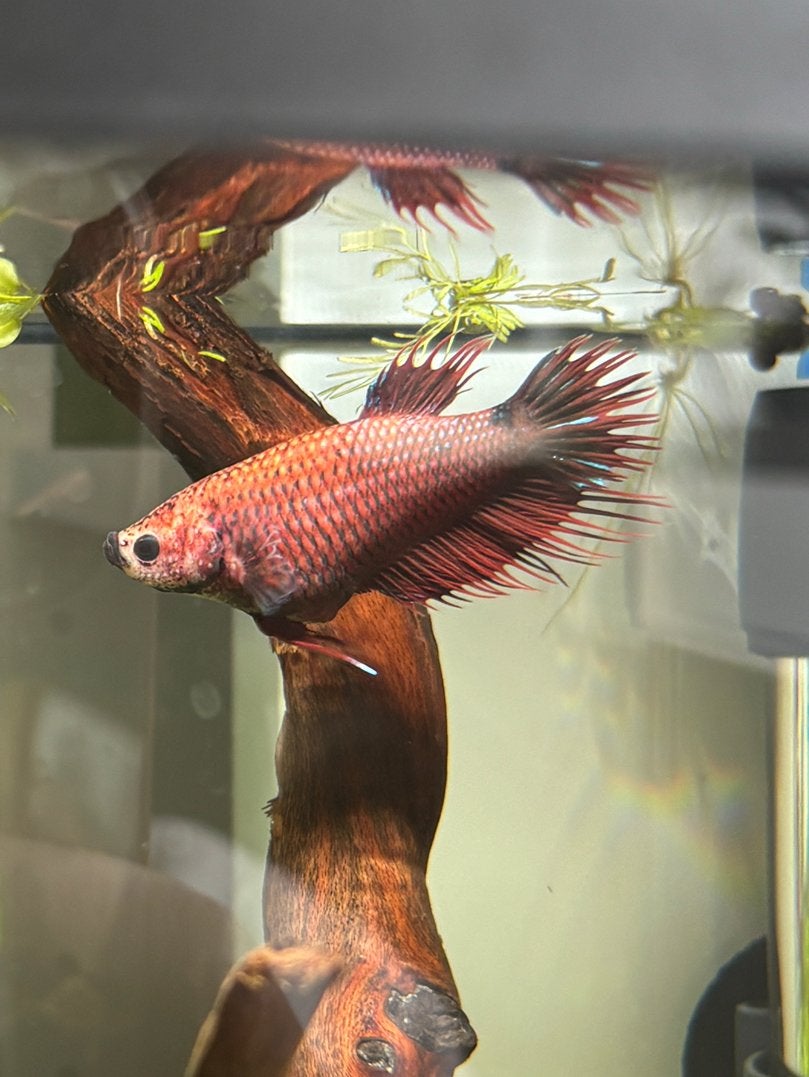 Betta vrouw crowntail siamese kempvis roze rood blauw, Dieren en Toebehoren, Vis