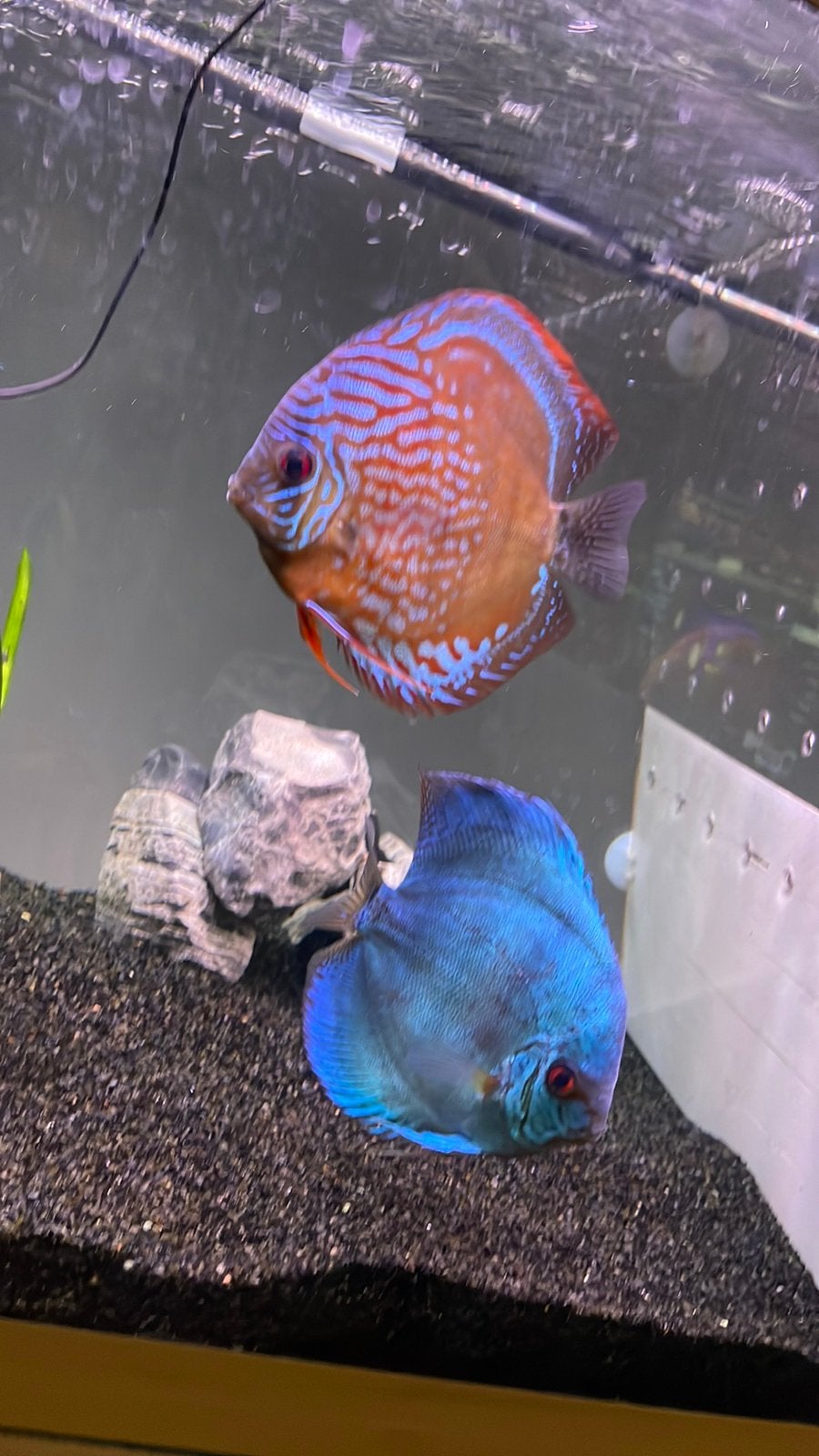 Discus vis, Vis