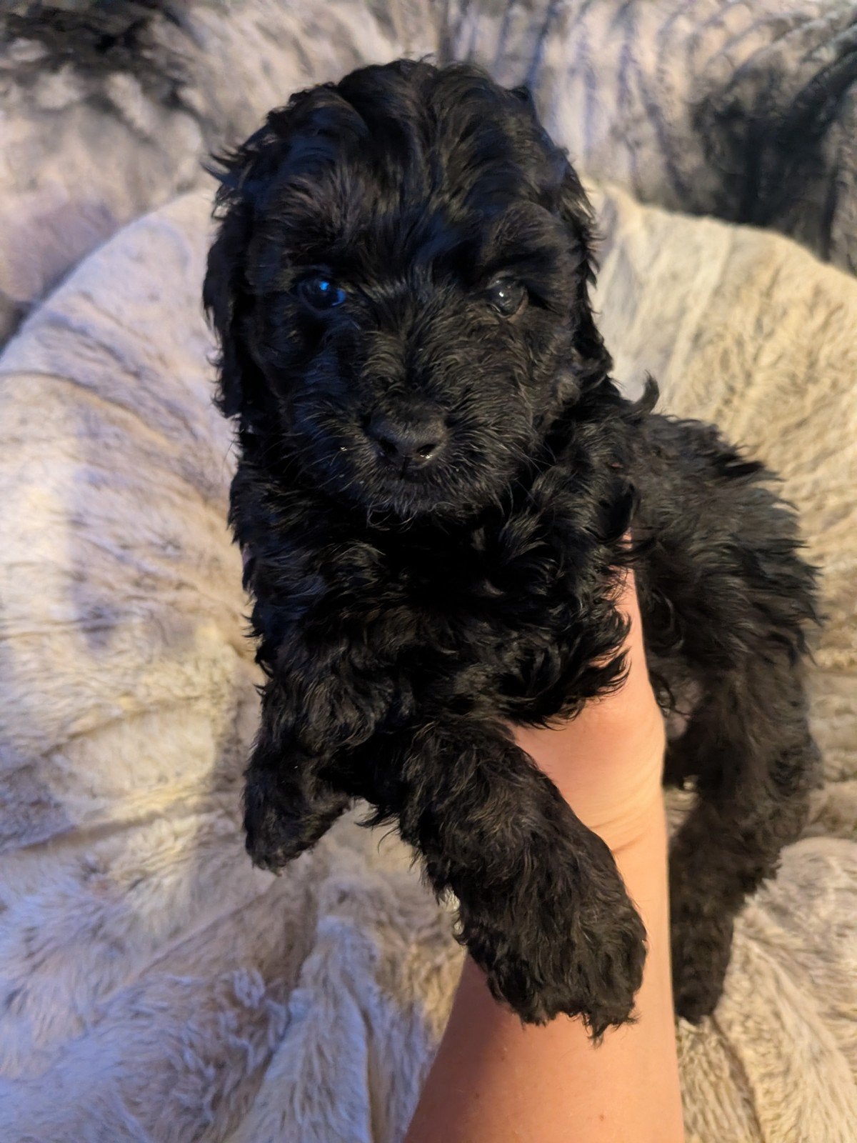 🐕Toy Poedel 🐕 Doodle 🐕mini Labladodle 🐕 Ouders getest !, Poedel, Parvo, 8 tot 15 weken, Meerdere
