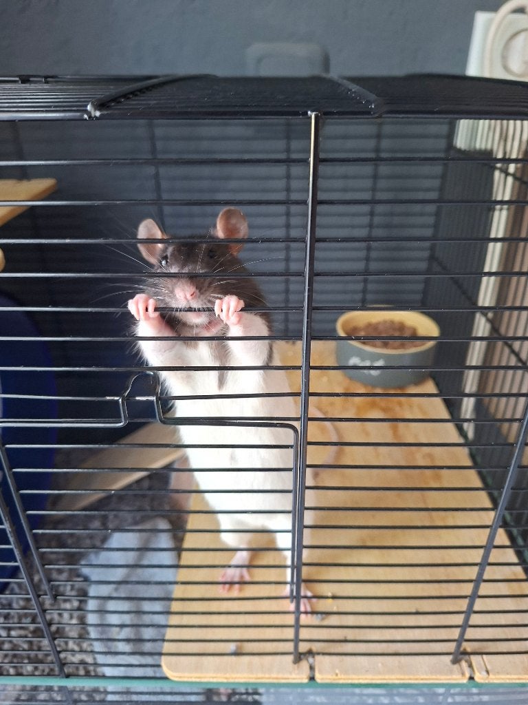 2 Ratten met Kooi en toebehoren, Dieren en Toebehoren, Knaagdieren, Rat, December, Vrouwelijk, Tam