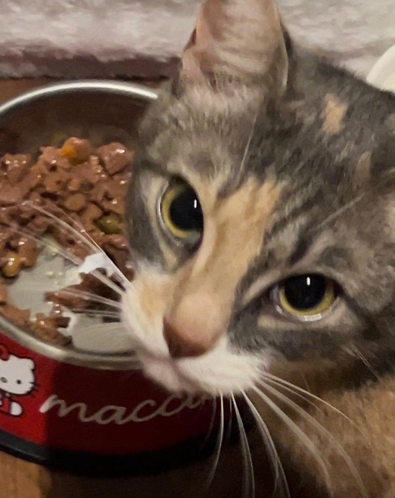 De kat is vermist., Dieren en Toebehoren, Katten en Kittens | Overige Katten, Poes