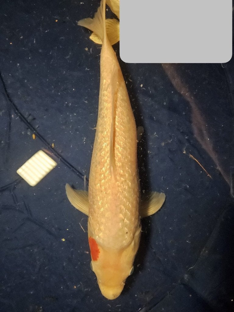 Tancho Japanse koi, Karper of Koi