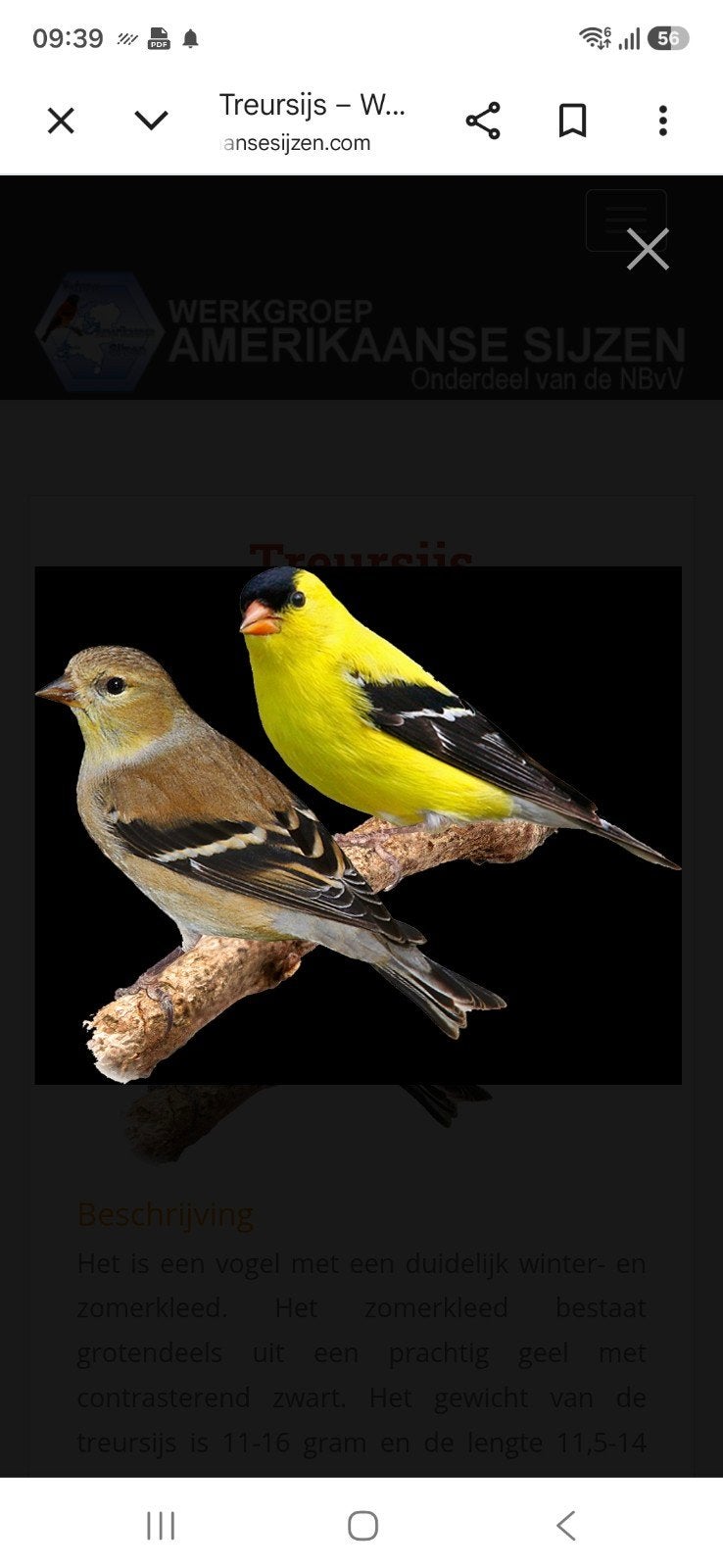 Koppel treursijzen, Meerdere dieren, Geringd