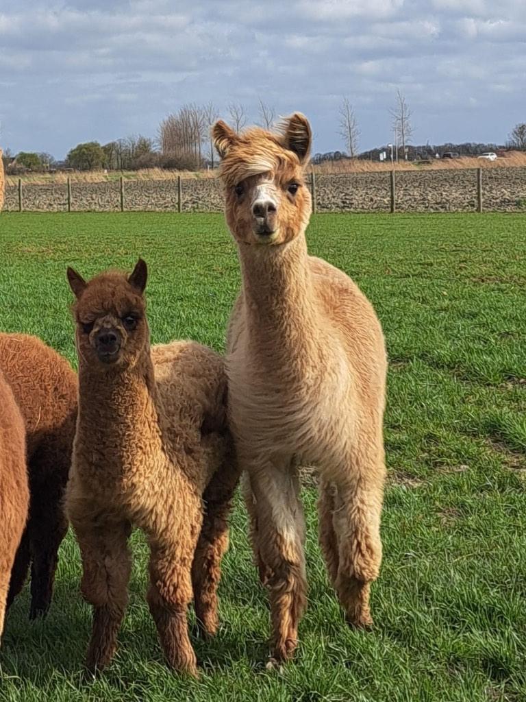 Alpaca merrie + merrie veulen, Dieren en Toebehoren, Overige Dieren, Vrouwelijk, Juni