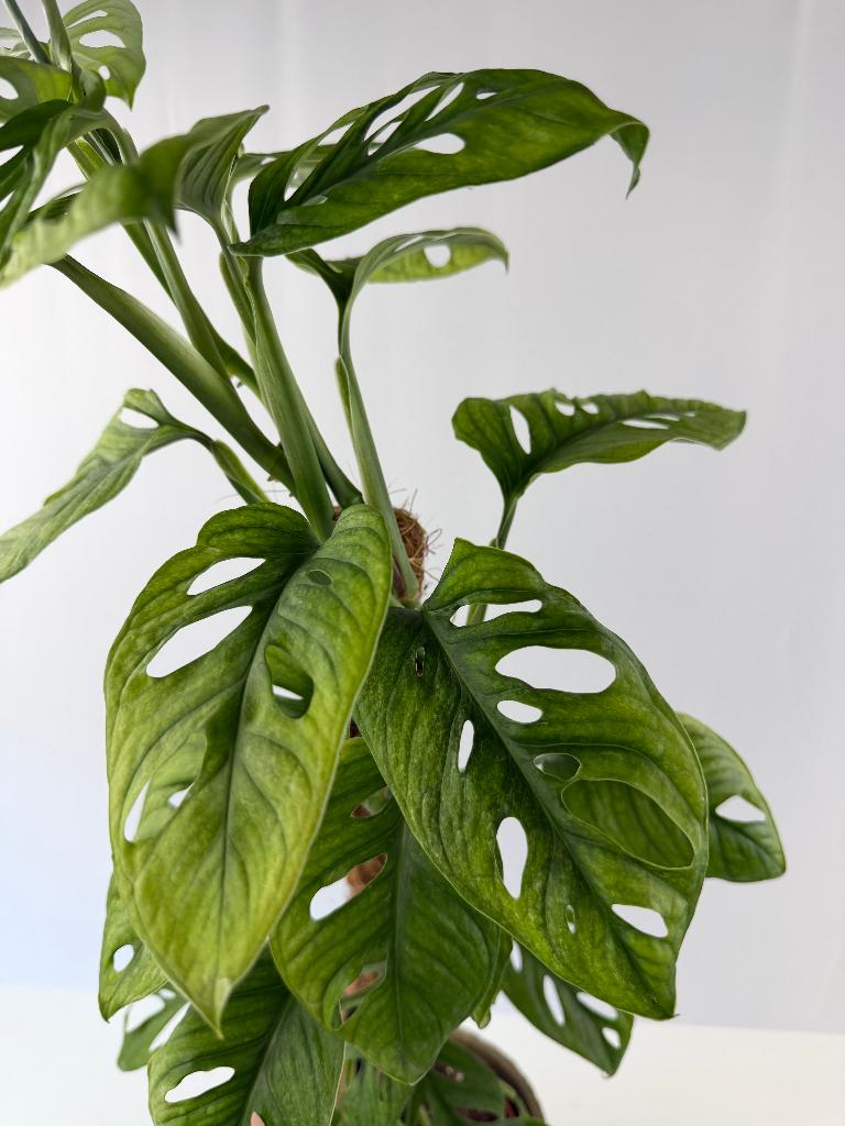 Monstera Adansonii Mint p15, Ophalen of Verzenden, Halfschaduw, Minder dan 100 cm
