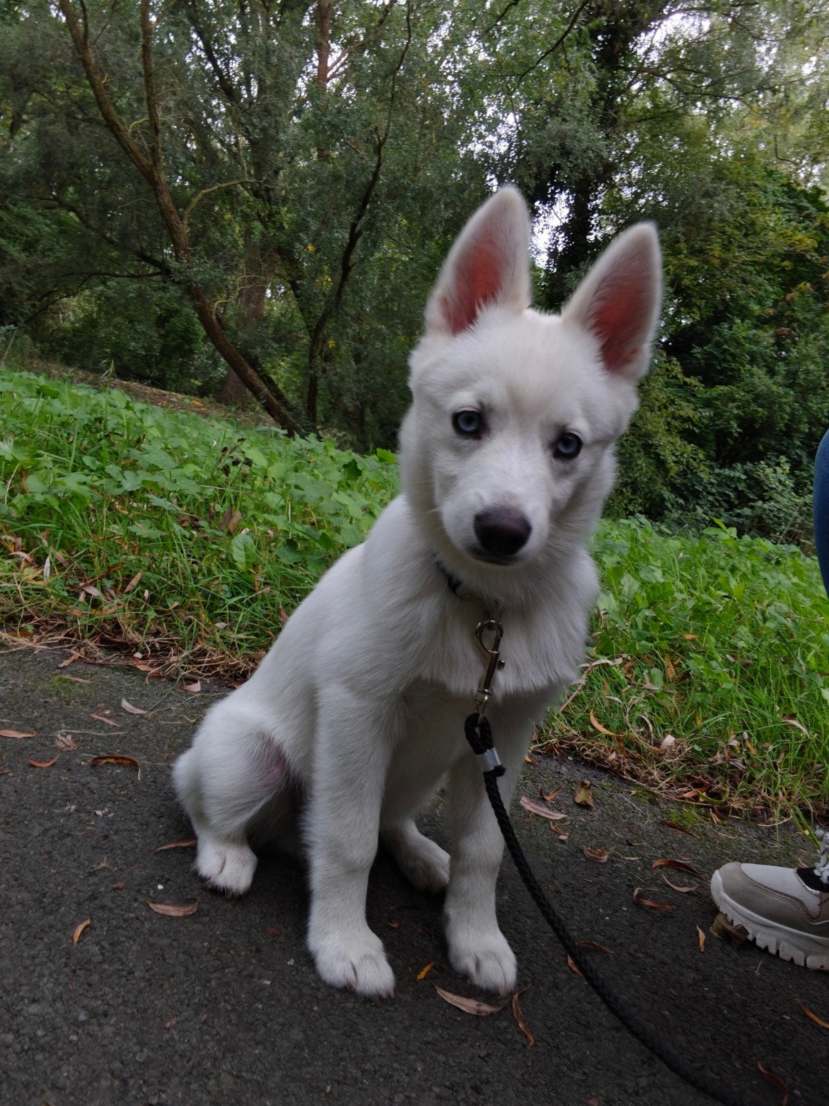 Goud mandje gezocht voor onze Paco, 15 weken tot 1 jaar, Reu, Eén hond, CDV (hondenziekte)