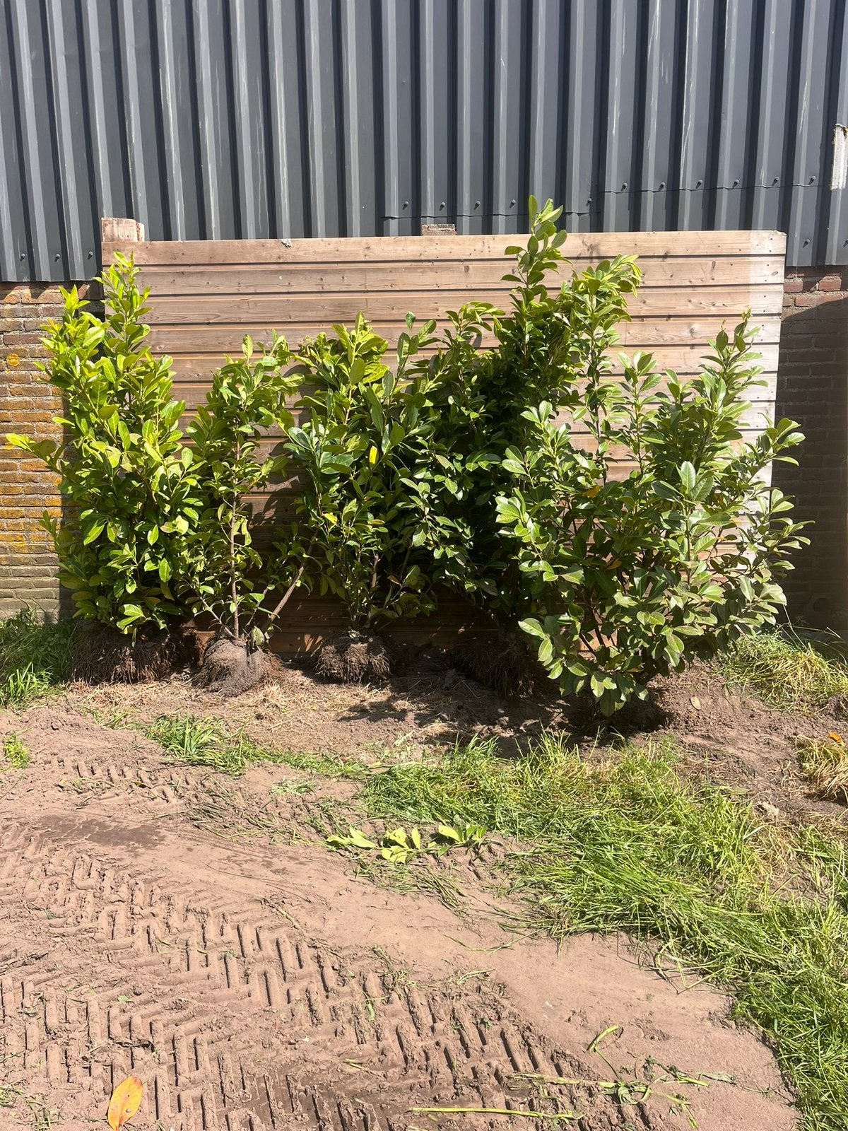4x portugese laurier haag 120/140, Tuin en Terras, Planten | Bomen, Ophalen, Bloeit niet, Halfschaduw, Overige soorten