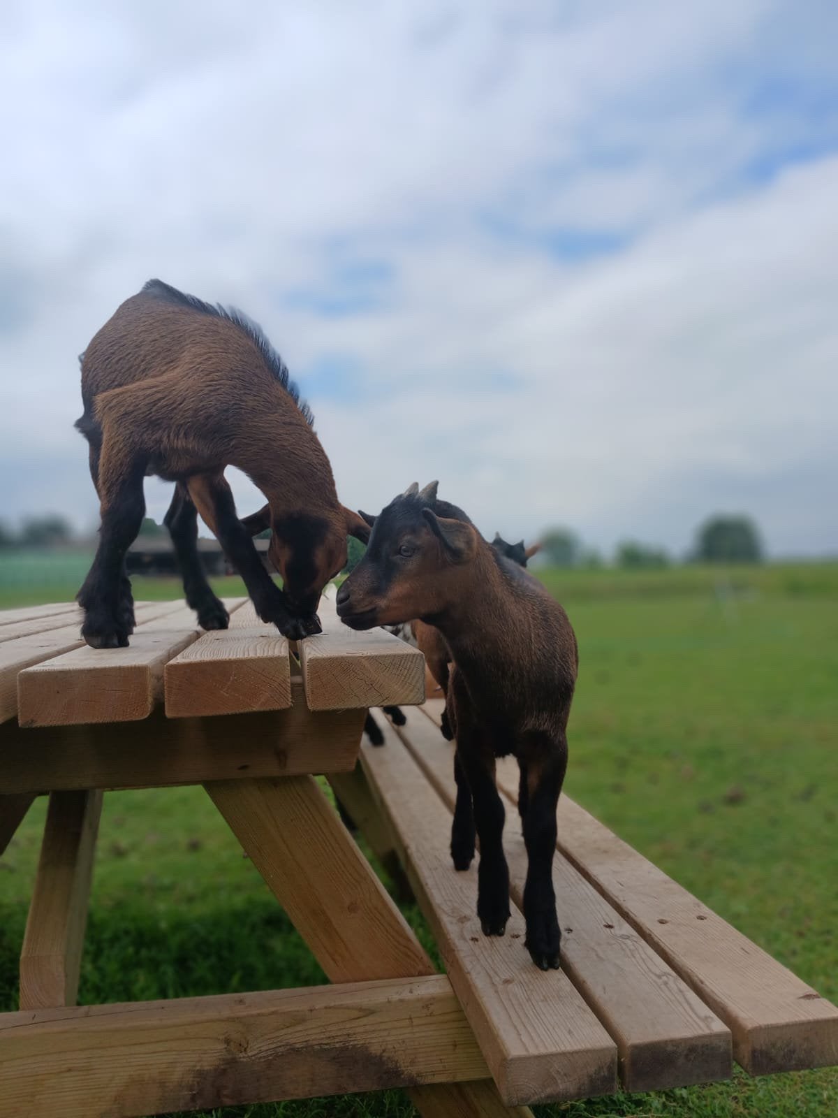 Jonge bruine dwergbok te koop, Dieren en Toebehoren, Schapen, Geiten en Varkens, Mannelijk, Geit