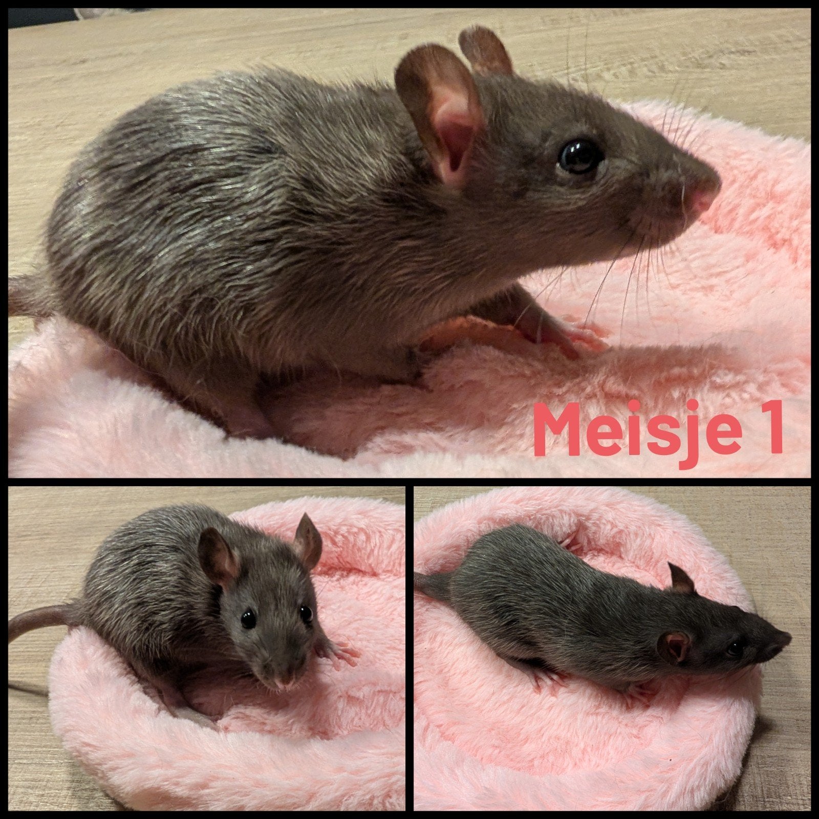 lieve rittens|jonge ratten|rats|baby ratjes–silken- 6 weken, Rat, Juli, Vrouwelijk, Tam
