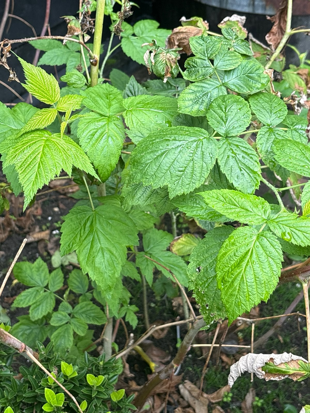 Frambozenstruik - Verse Frambozen uit Eigen Tuin, Tuin en Terras, Ophalen, Minder dan 100 cm, Lente, Overige soorten