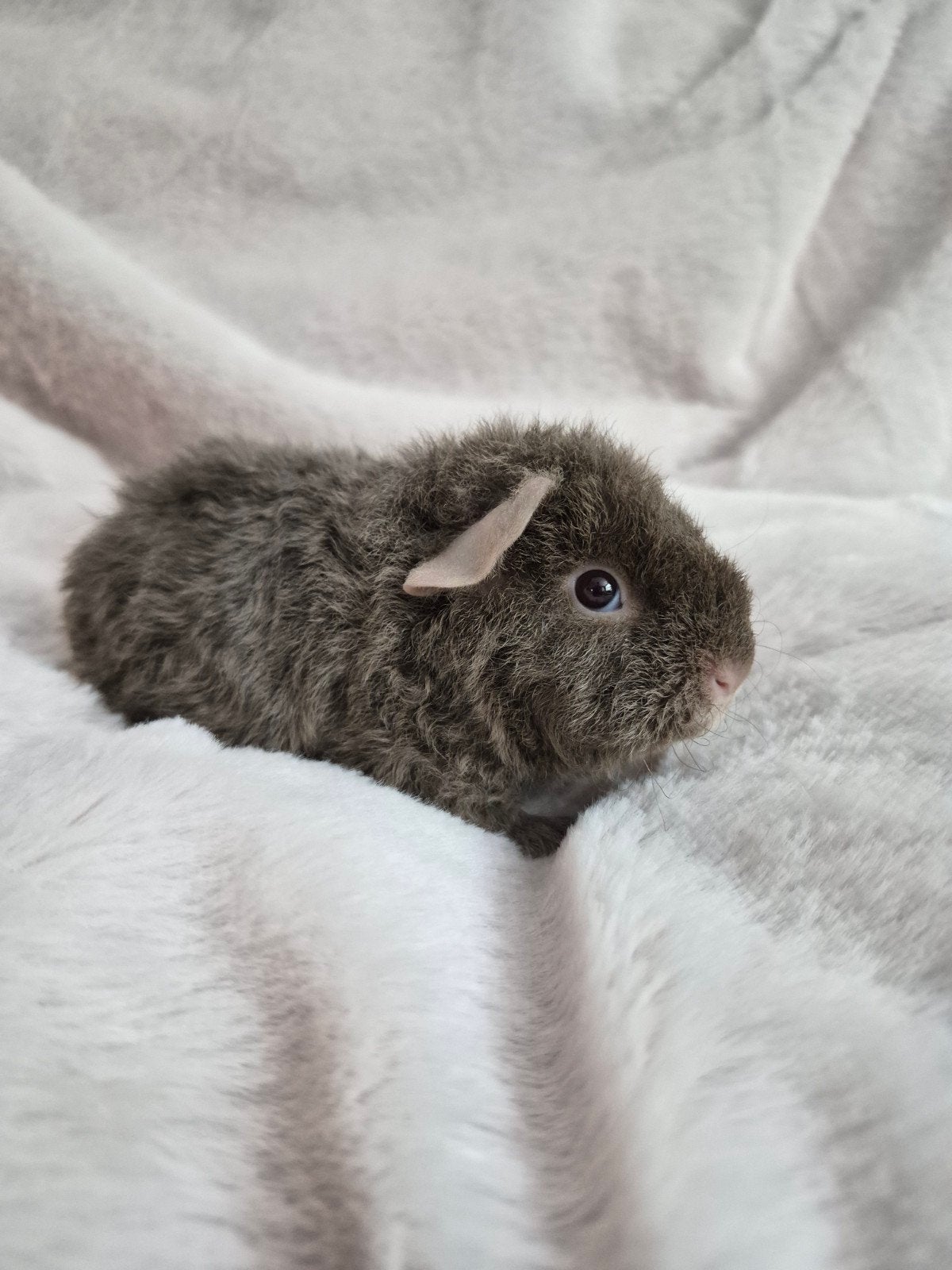 Jong Slate US Teddy beertje, Dieren en Toebehoren, Knaagdieren, Mei, Mannelijk, Cavia