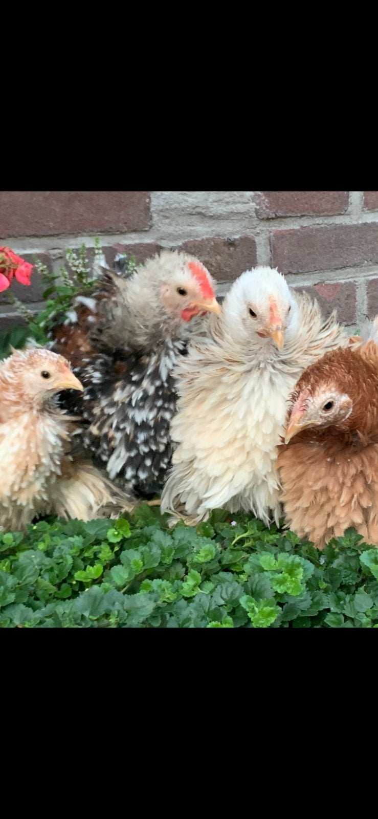 Supermooie krulveder cochin krielkippen!, Dieren en Toebehoren, Pluimvee, Vrouwelijk, Kip