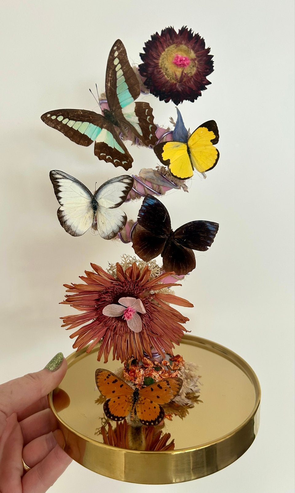 Opgezette vlinders in glazen stolp, Verzamelen, Ophalen, Zo goed als nieuw, Insect, Opgezet dier