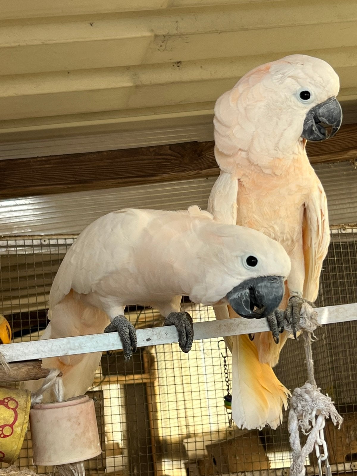 1-1 Molukken kaketoe / Cacatua Moluccensis, Dieren en Toebehoren, Meerdere dieren, Papegaai, Pratend