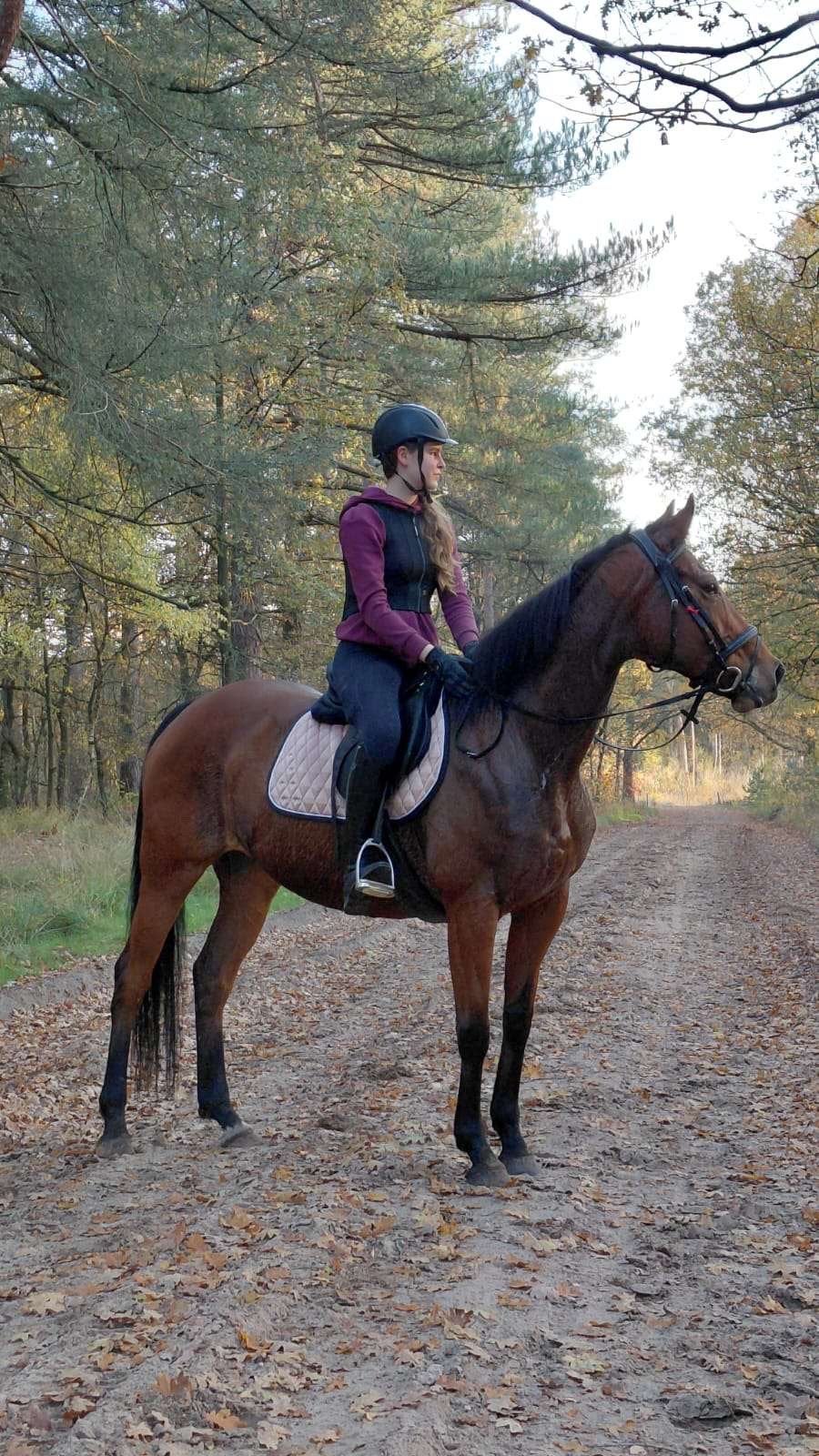 Mooie 8 jarige Ierse volbloed merrie, Dieren en Toebehoren, Merrie, Zadelmak, Recreatiepaard, Gechipt