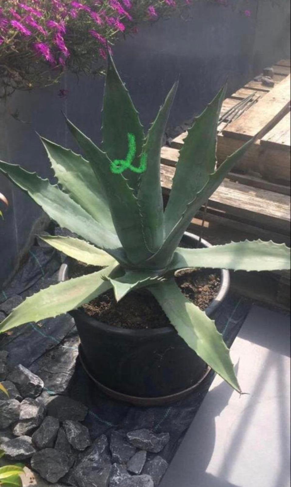 Bio Nederlandse blauw Agave zonplanten /potten diverse maten, Tuin en Terras, Planten | Bomen, Ophalen, Bloeit niet, Volle zon