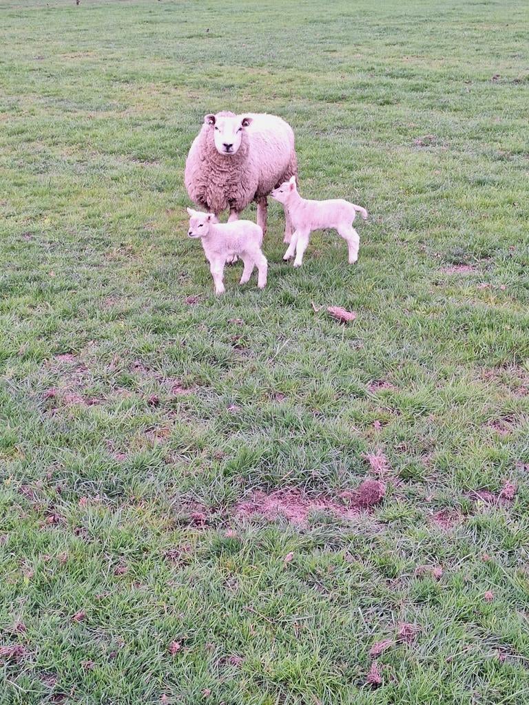 Ooi met 2 ooilammeren., Dieren en Toebehoren, Schapen, Geiten en Varkens, Vrouwelijk, Schaap