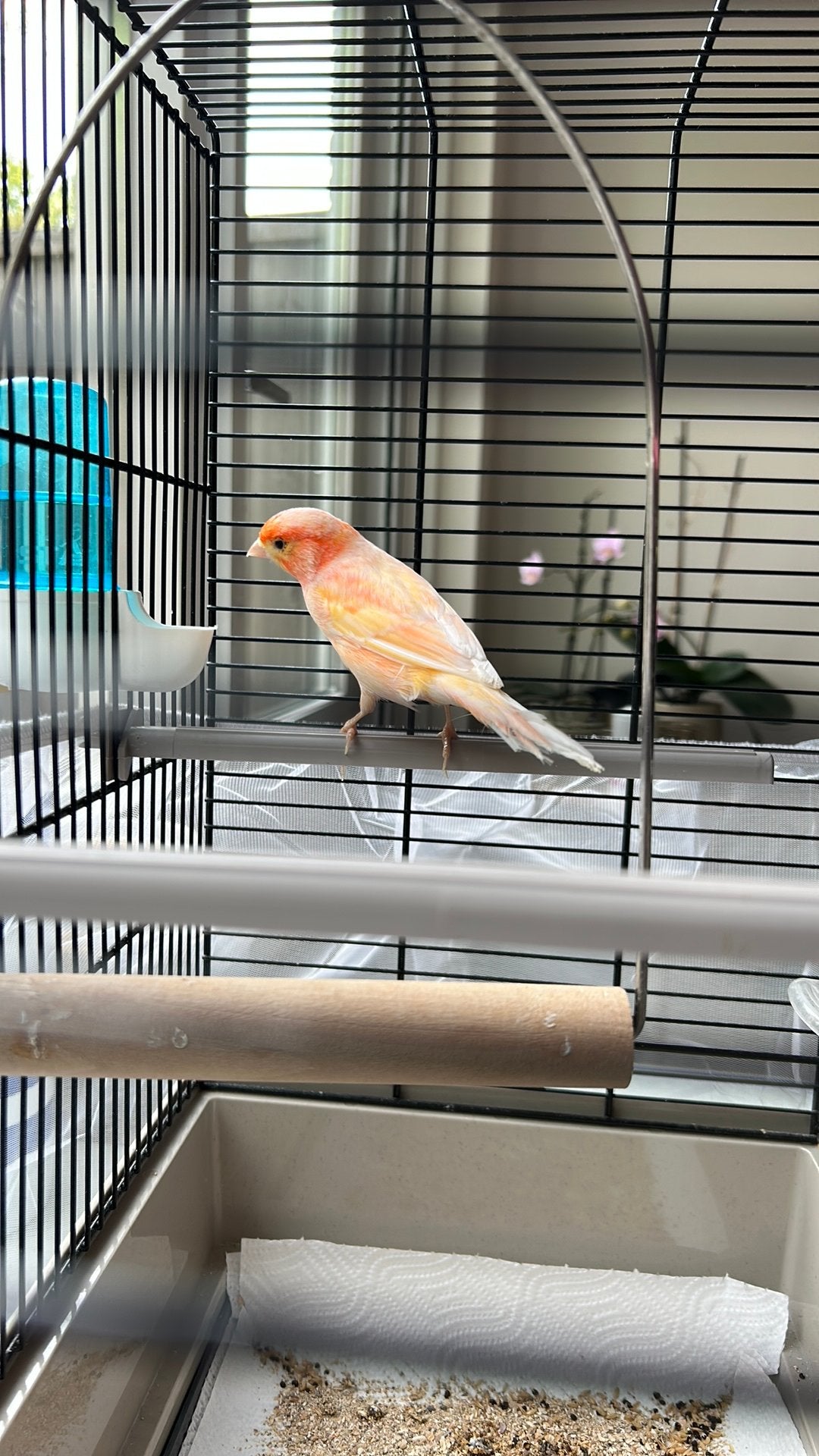 Kanarie mannetje, Dieren en Toebehoren, Vogels | Kanaries, Mannelijk, Zangkanarie