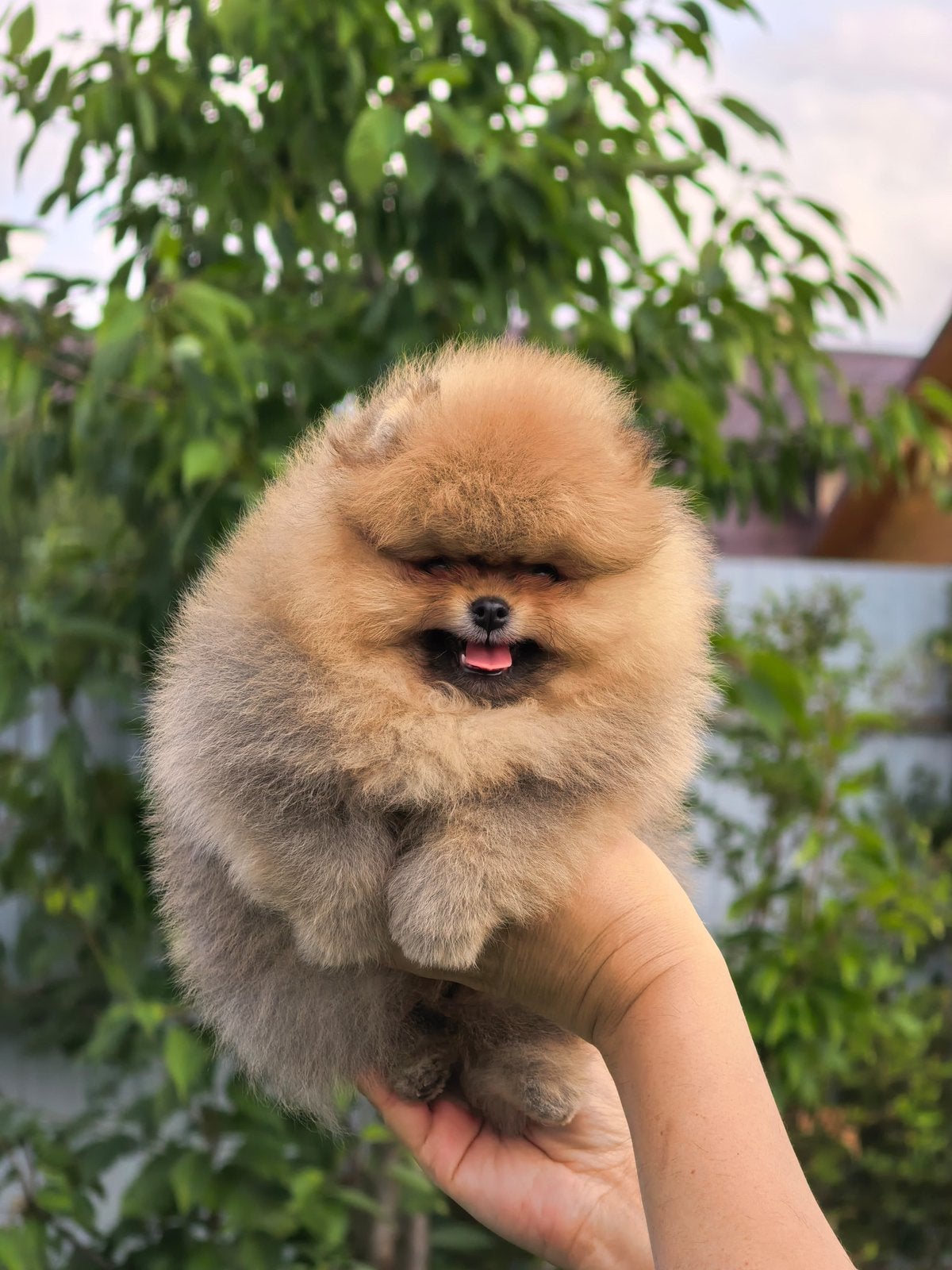 BEARFACE pomeranian, Particulier, Keeshond, Reu, 8 tot 15 weken