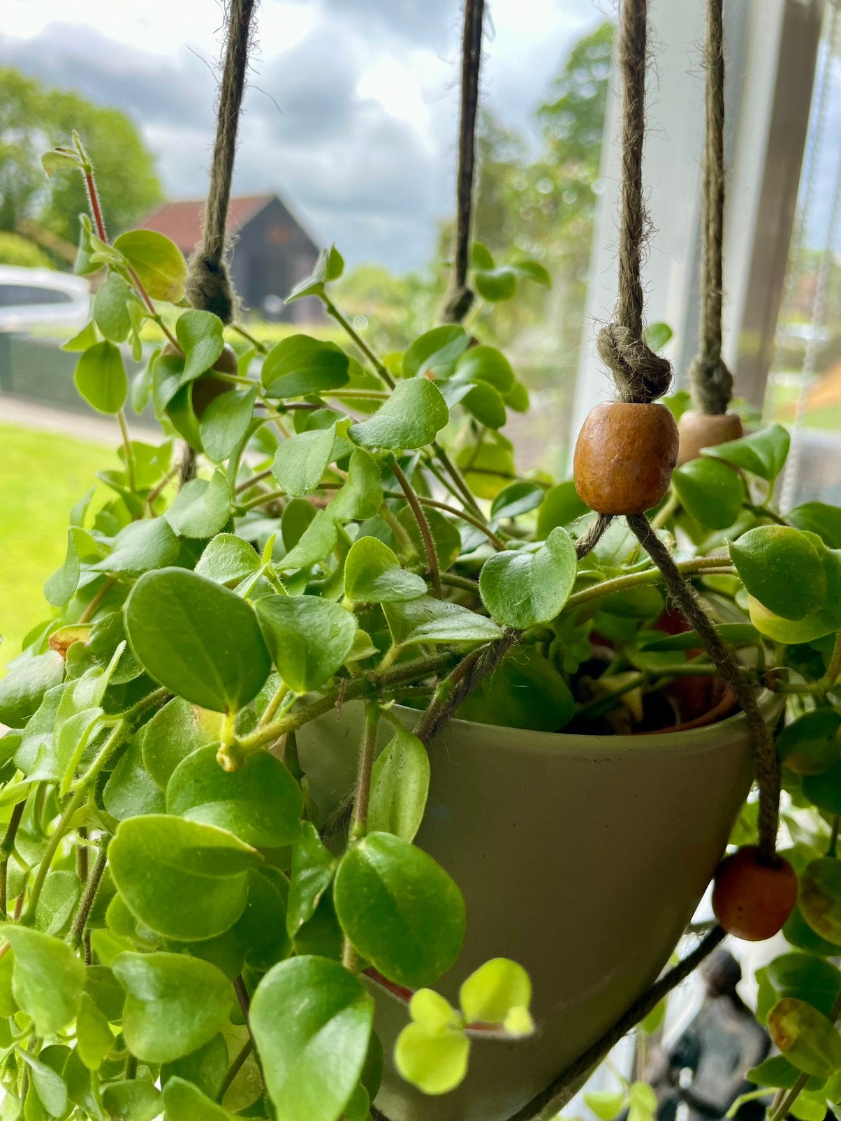 Groene hangplant in sierpot en geknoopte hanger, Ophalen, Overige soorten, Halfschaduw, In pot