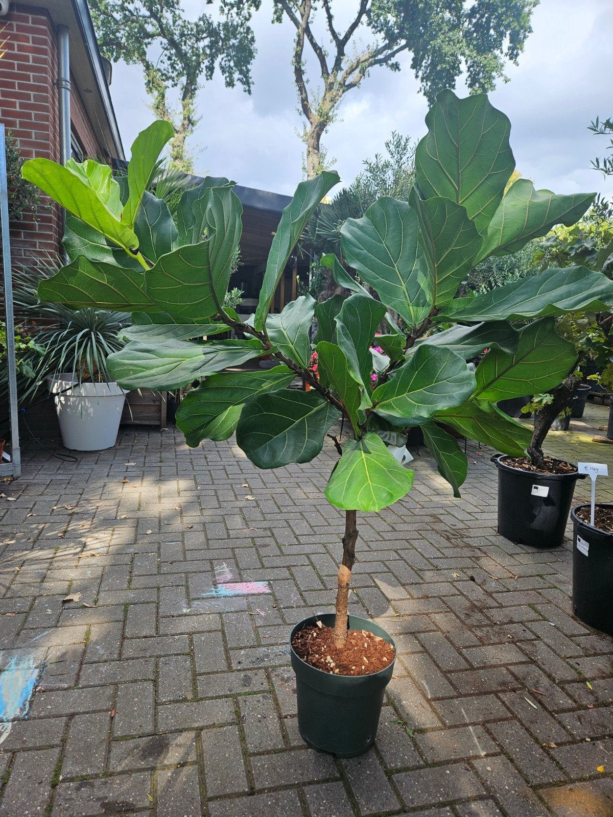 Ficus lyrata (vioolplant) op stam of struik, Ophalen of Verzenden, Ficus, Halfschaduw, 150 tot 200 cm