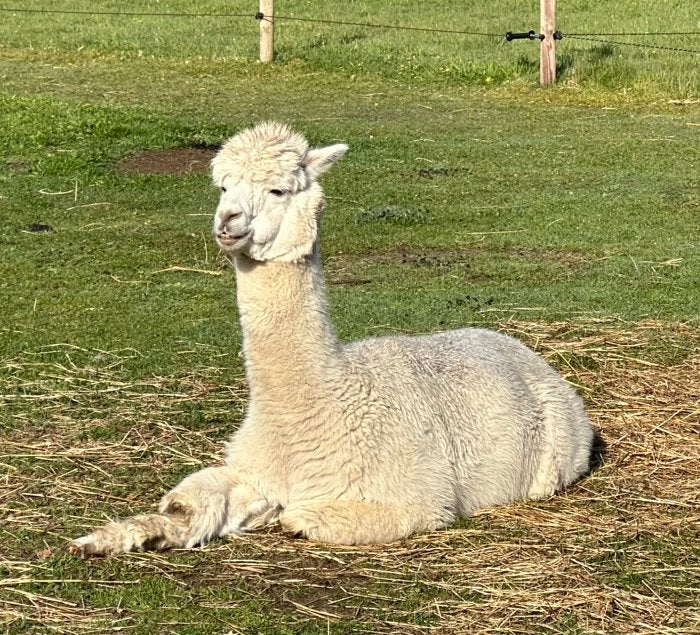 Alpaca ruin, Dieren en Toebehoren, Overige Dieren, Juni, Mannelijk