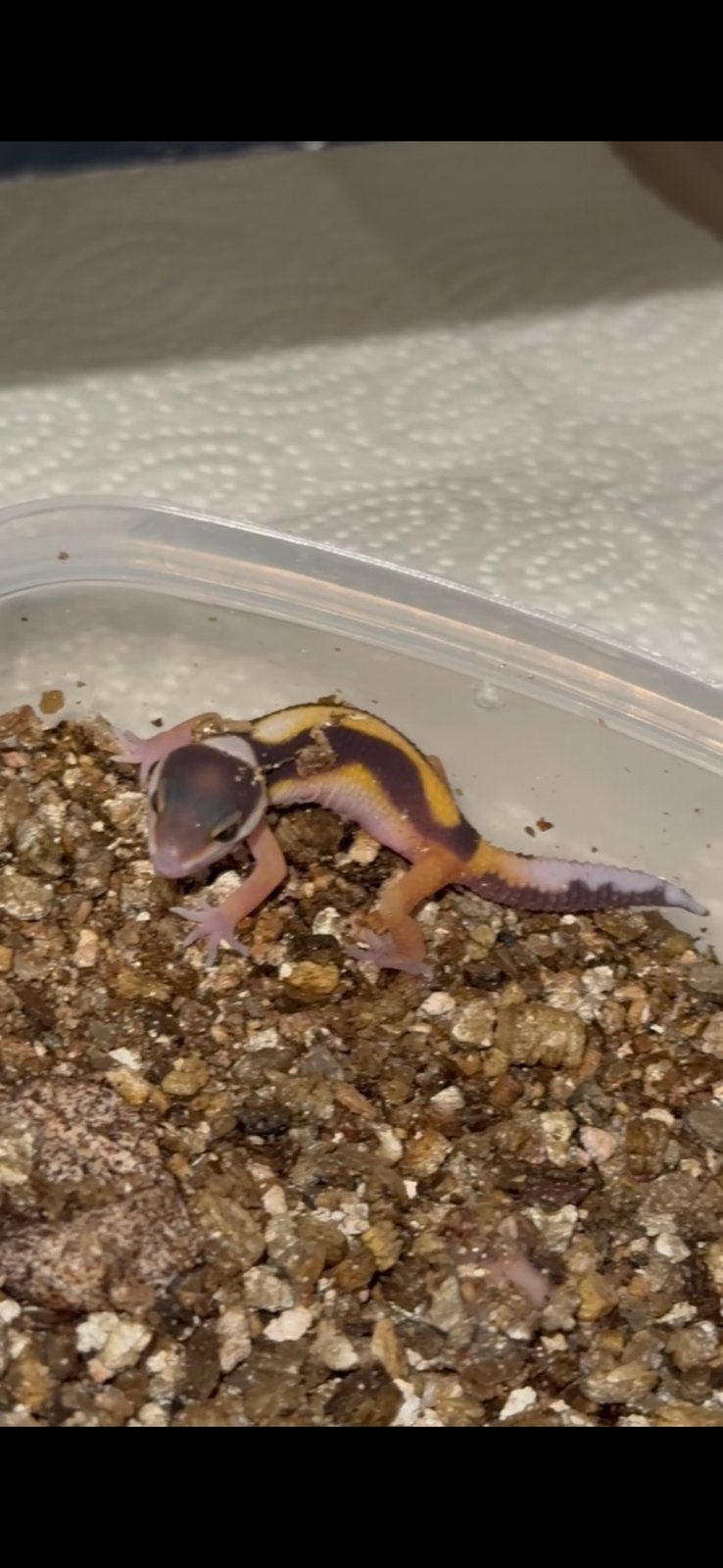 Luipaardgekko baby., Hagedis, 0 tot 2 jaar