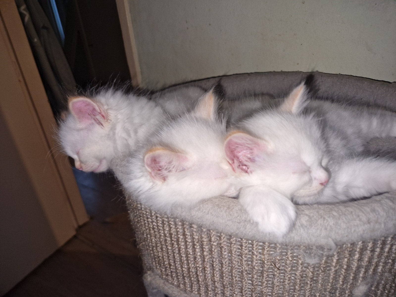 ragdol kittens, Meerdere dieren