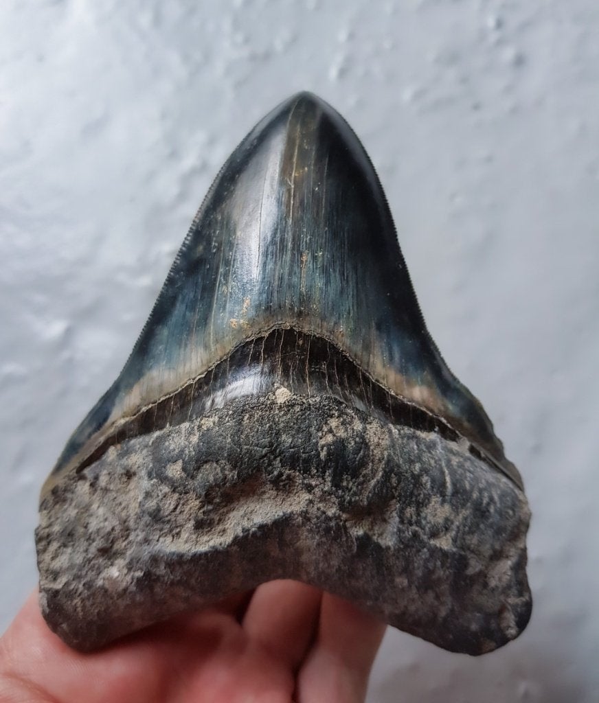Megalodon fossielen tand uit Indonesie, Ophalen of Verzenden, Fossiel