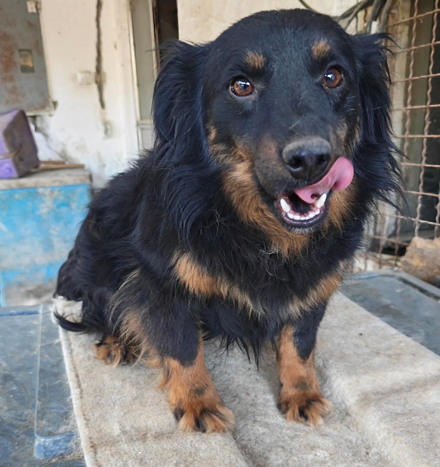 Malisha, kleine man met een groot hartje, Dieren en Toebehoren, Honden | Niet-rashonden, Particulier, Reu, Buitenland, Parvo