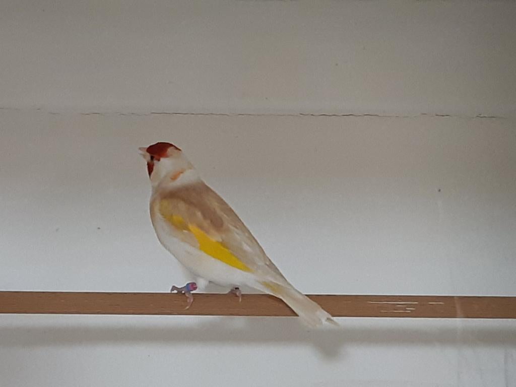 Major kweekman 2025-57 witkop bruin/agaat pastel ! Mag verhu, Dieren en Toebehoren, Vogels | Overige Vogels, Mannelijk, Wildzangvogel