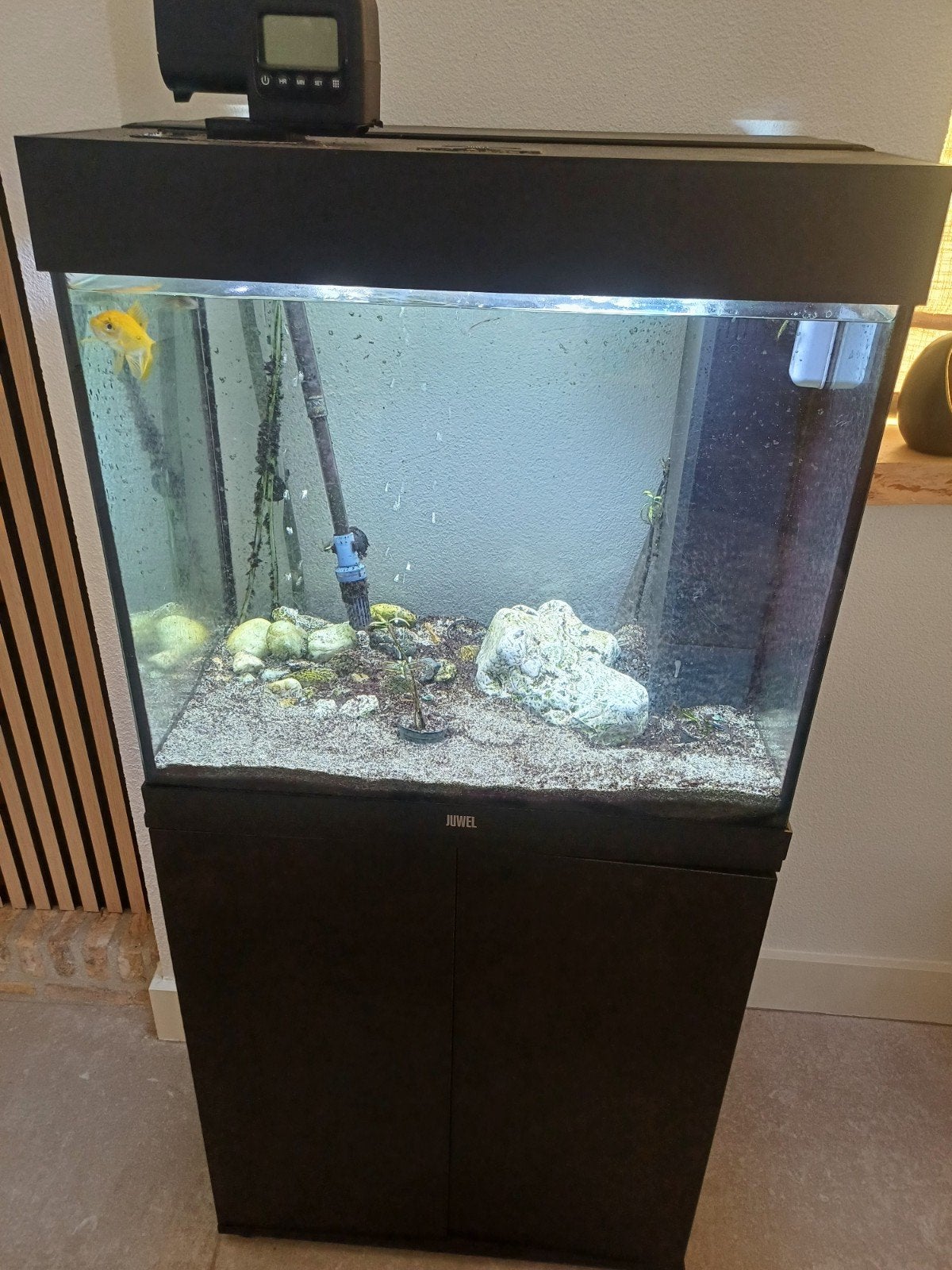 juwel aquarium, Ophalen, Gevuld zoetwateraquarium, Juwel, Inclusief toebehoren