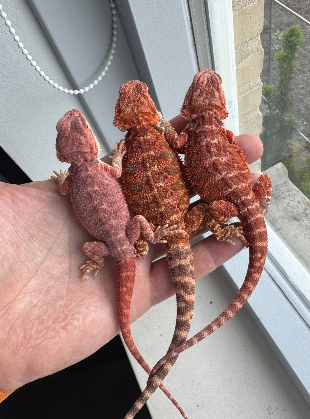 3 rode baardagaam mannen beschikbaar